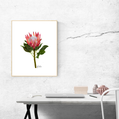 AGCP1004: Protea Flower Poster