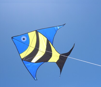 Reef Fish