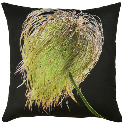 Botanicals: Clematis (seed)