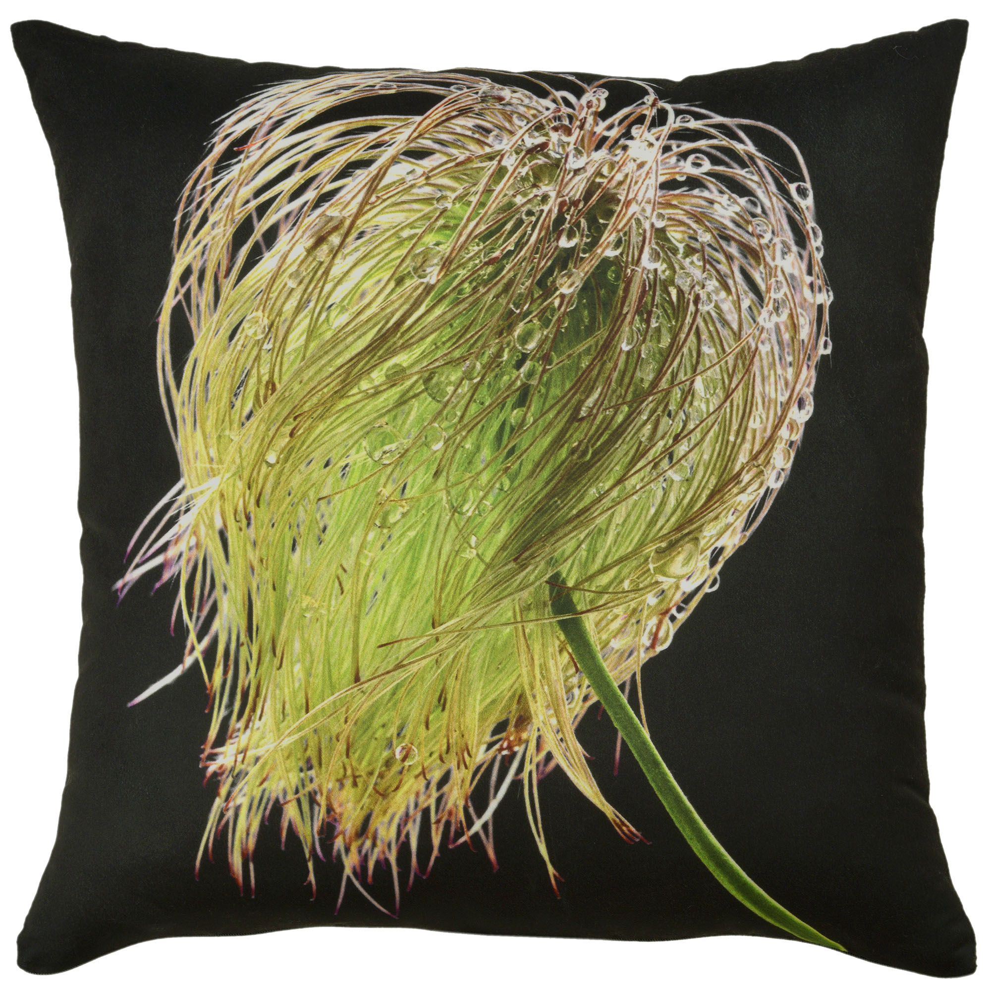 Botanicals: Clematis (seed)