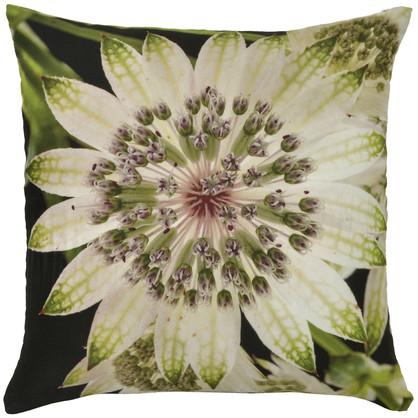 Botanicals: Passion Flower