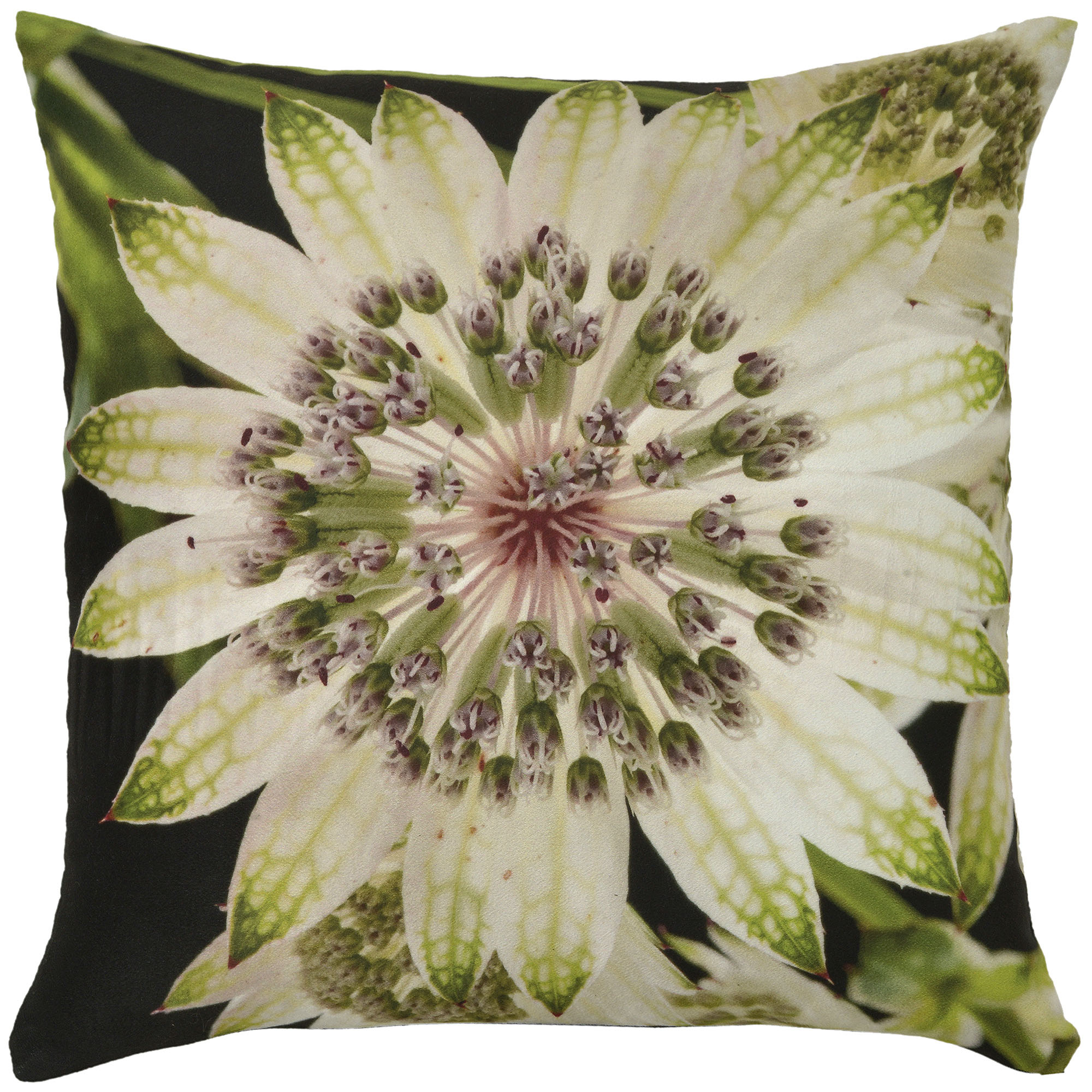 Botanicals: Passion Flower