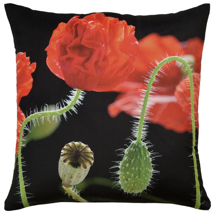 Botanicals: Poppies, vivid