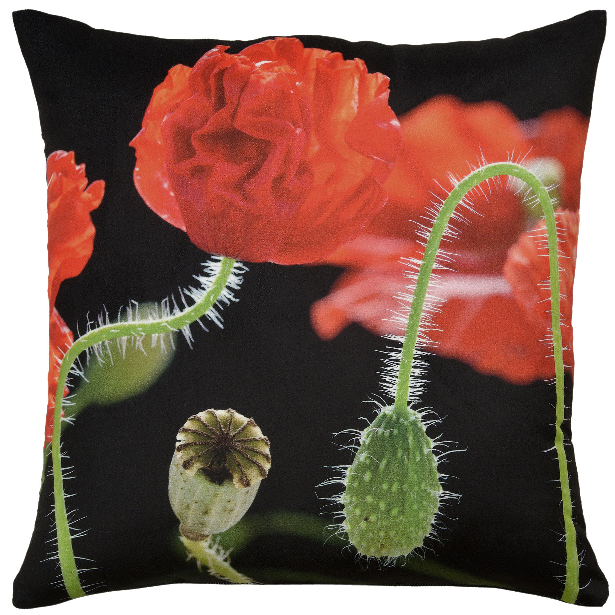 Botanicals: Poppies, vivid