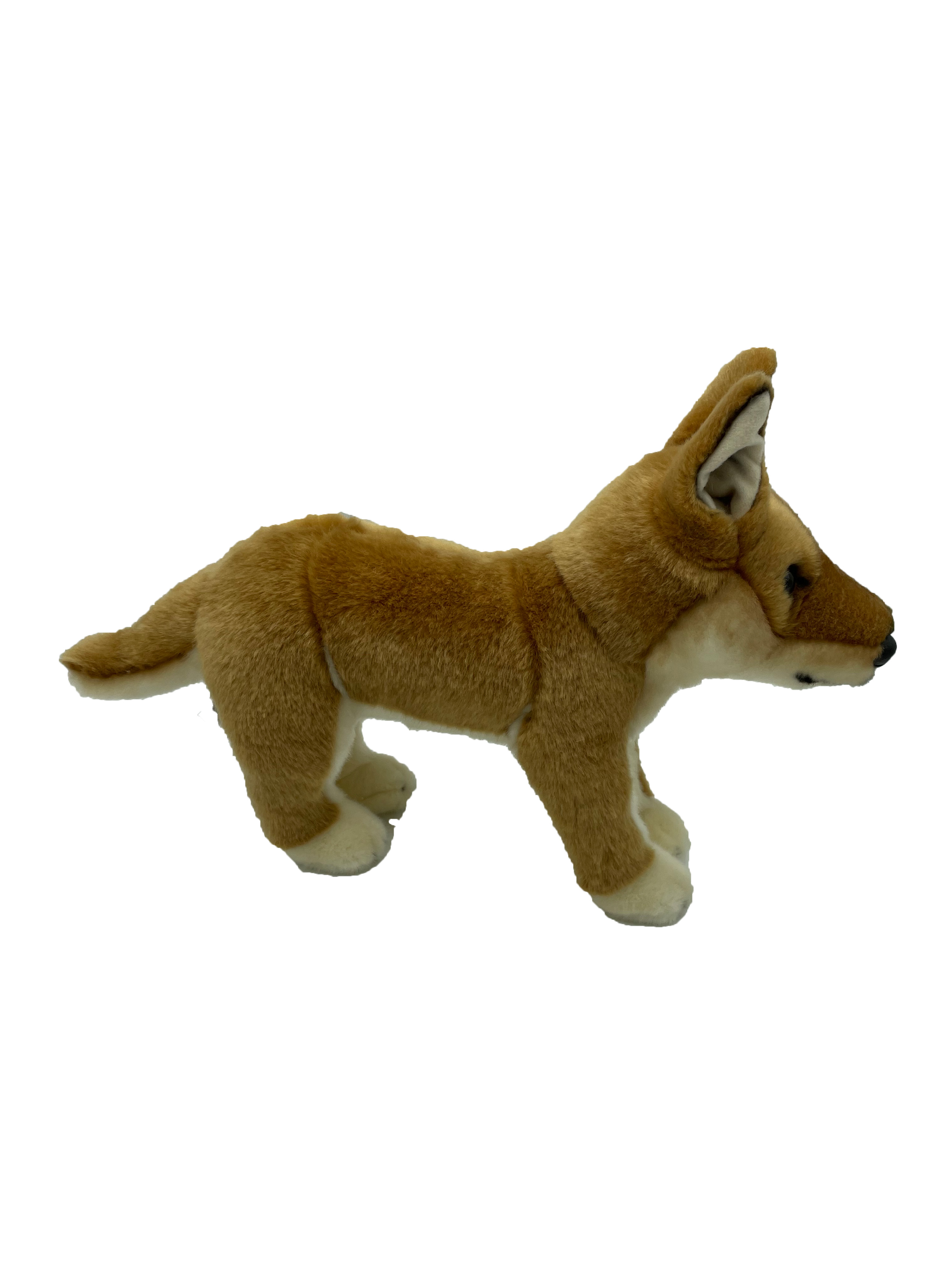 Donna Dingo