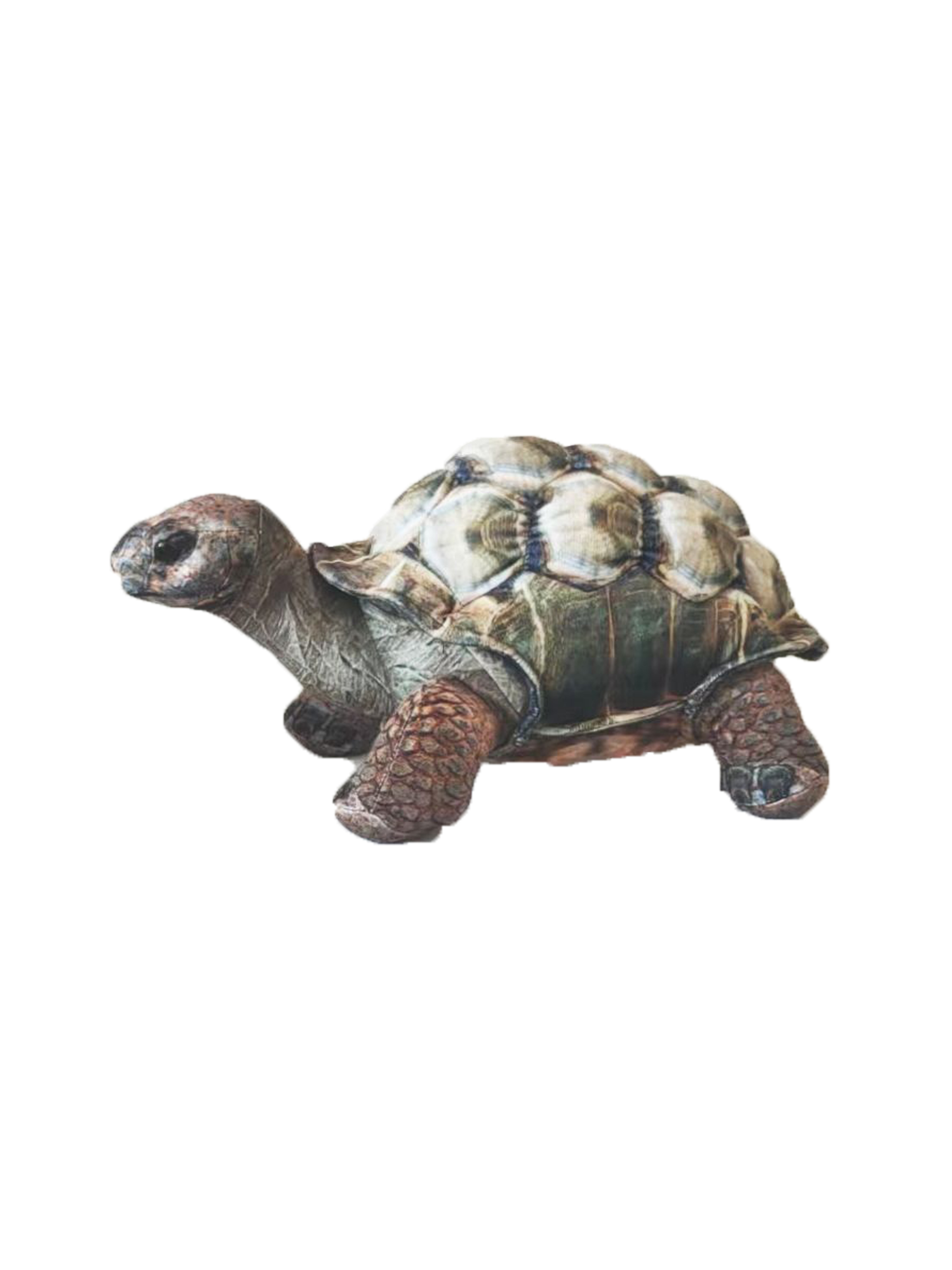 Darwin Tortoise