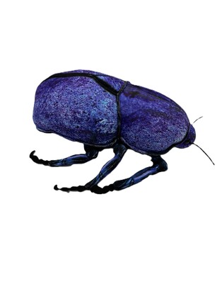 Cleo Scarab Beetle blue