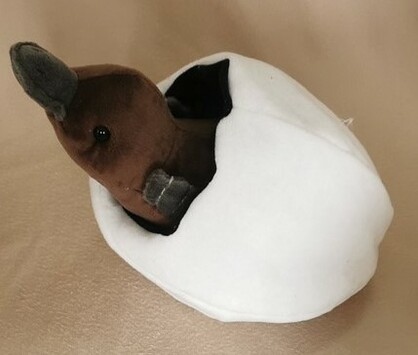 Petra Hatchling Platypus