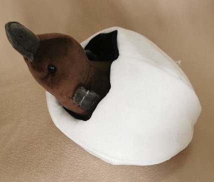 Petra Hatchling Platypus