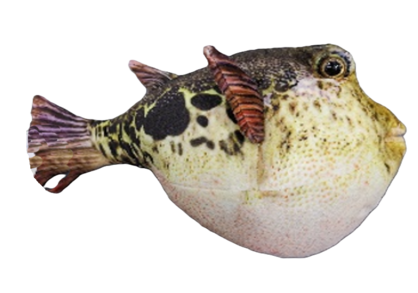 Pablo Puffer Fish