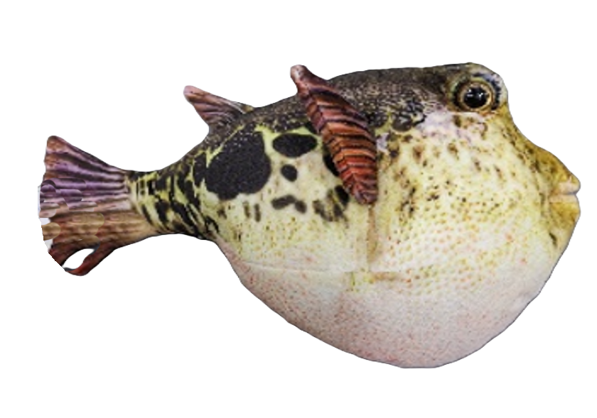 Pablo Puffer Fish