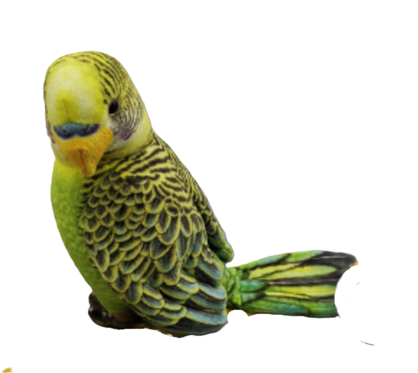Beckey Budgie