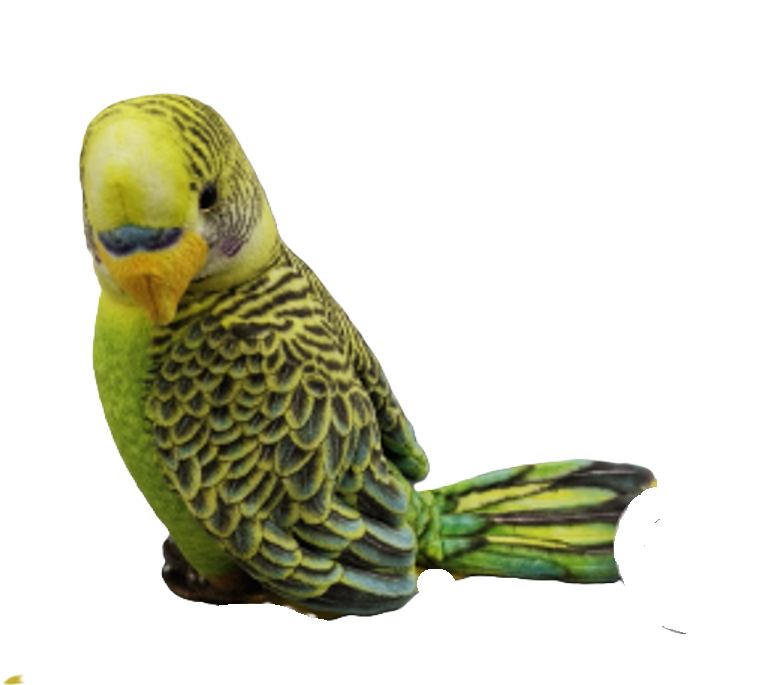 Beckey Budgie