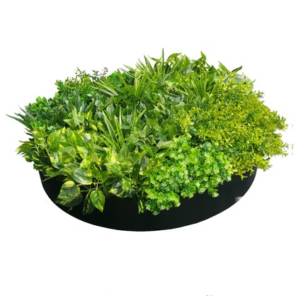 Artificial Green Wall Disc Art 80cm Mixed Aloe Vera (Onyx Black)