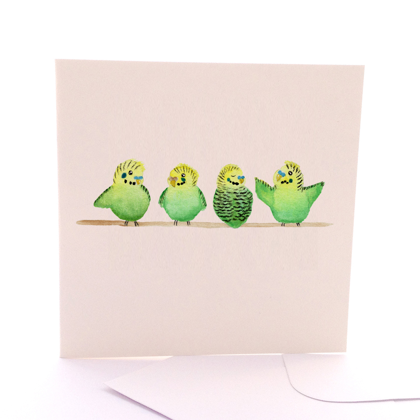 Baby Budgies