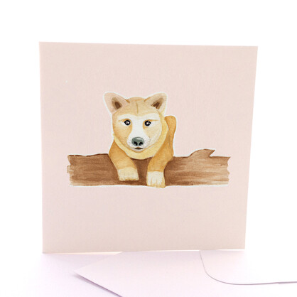 Baby Dingo
