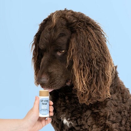 Sit Stay Heel Paw Protection Dog Balm