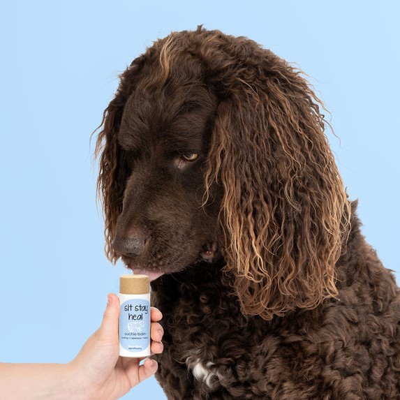 Sit Stay Heel Paw Protection Dog Balm