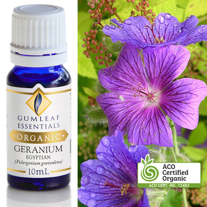 Organic Geranium Egyptian Essential Oil