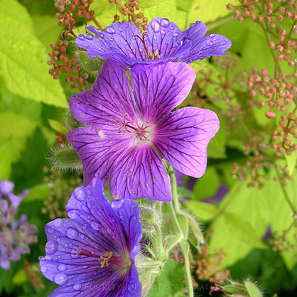 Organic Geranium Egyptian Essential Oil