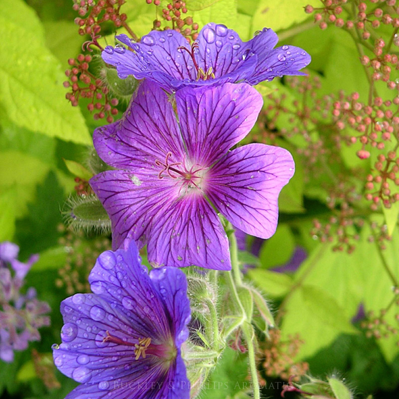 Organic Geranium Egyptian Essential Oil