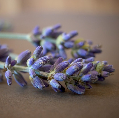 Organic Lavender Bulgarian Essential Oil
