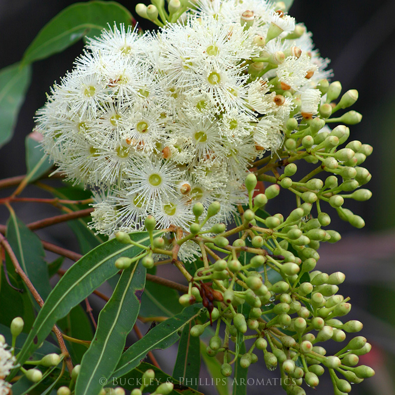 Eucalyptus Peppermint Gum Essential Oil