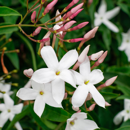 Jasmine (3% in Jojoba) Essential Oil