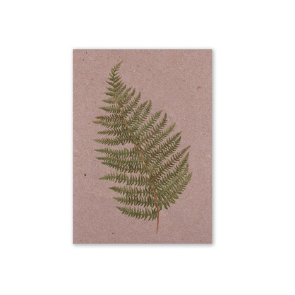 Botanical Soft Tree Fern Greeting Card Pk 6