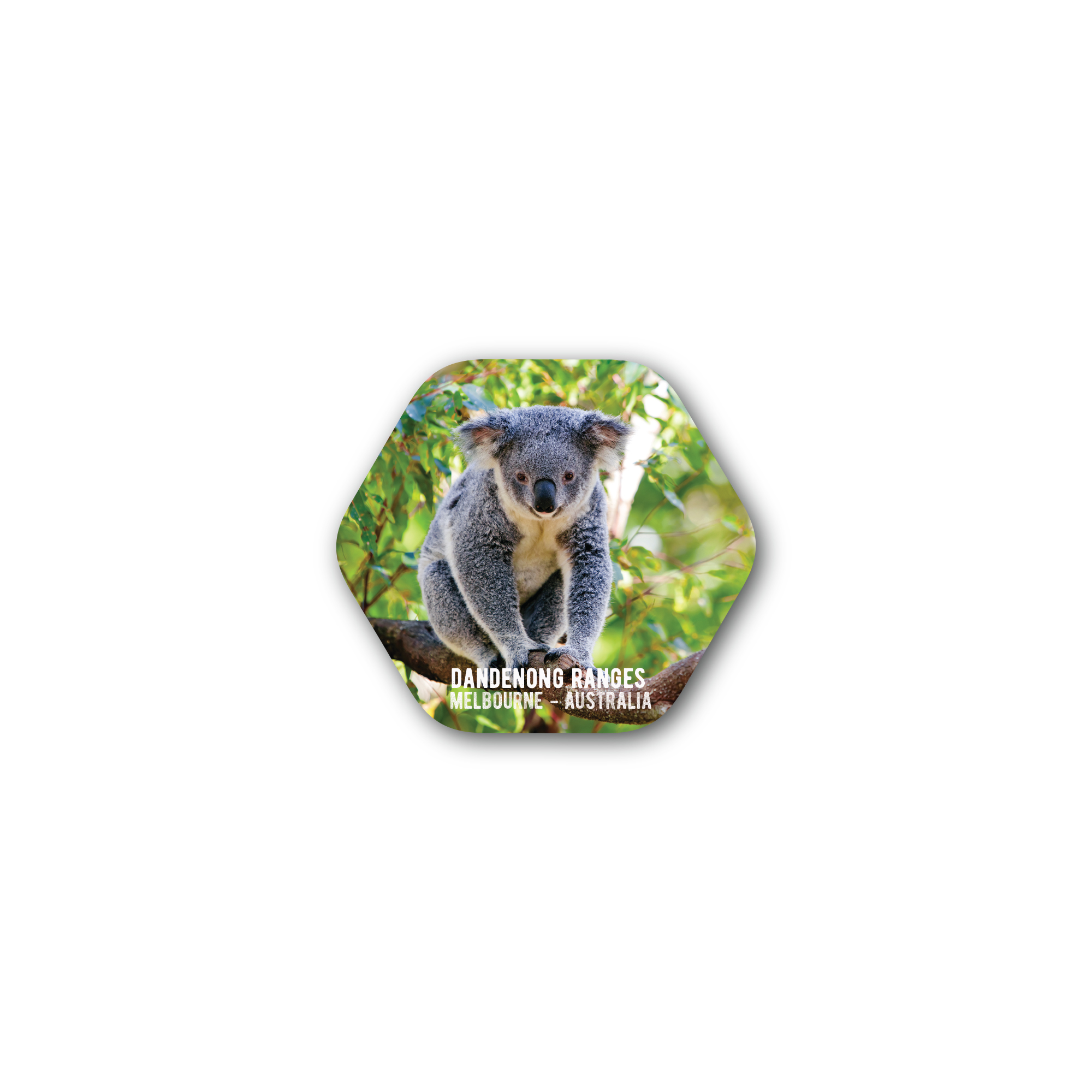 Wholesale Hexagon Dandenong Ranges Koala The Linen Press