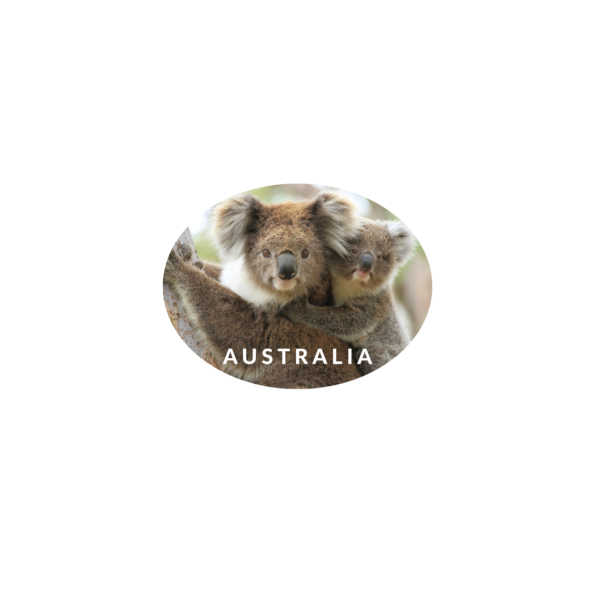 Sticker Vinyl Oval 12 Koala