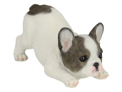 30cm Playful French Bulldog Puppy