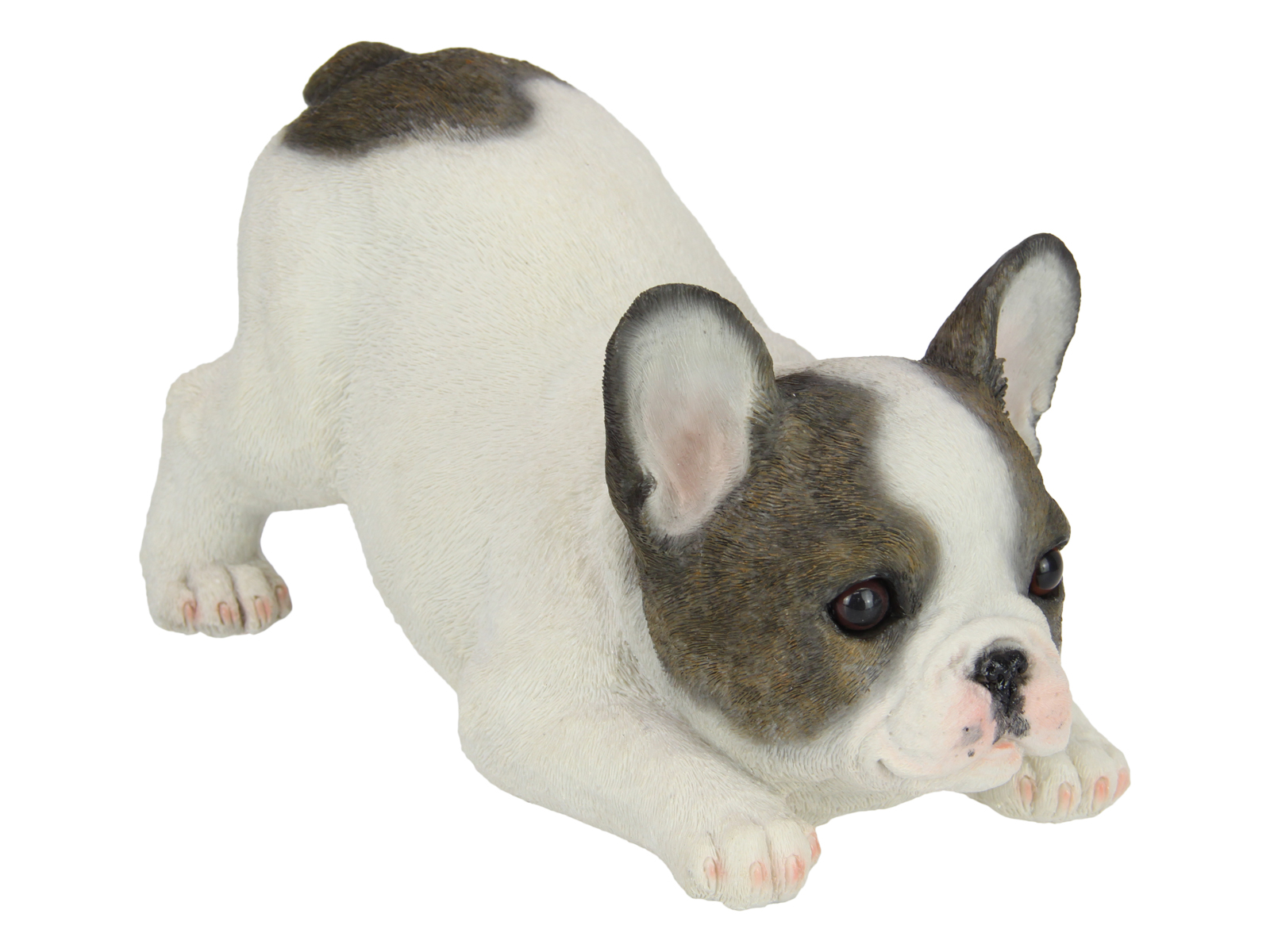 30cm Playful French Bulldog Puppy