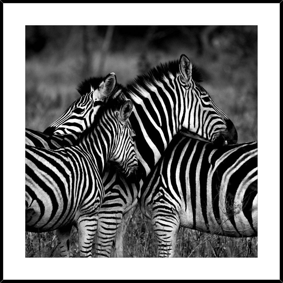 Home Gallery -  Framed Print Zebras 45cm x 45cm Tempered Glass