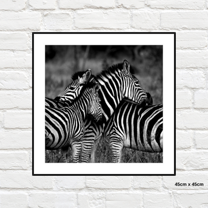 Home Gallery -  Framed Print Zebras 45cm x 45cm Tempered Glass