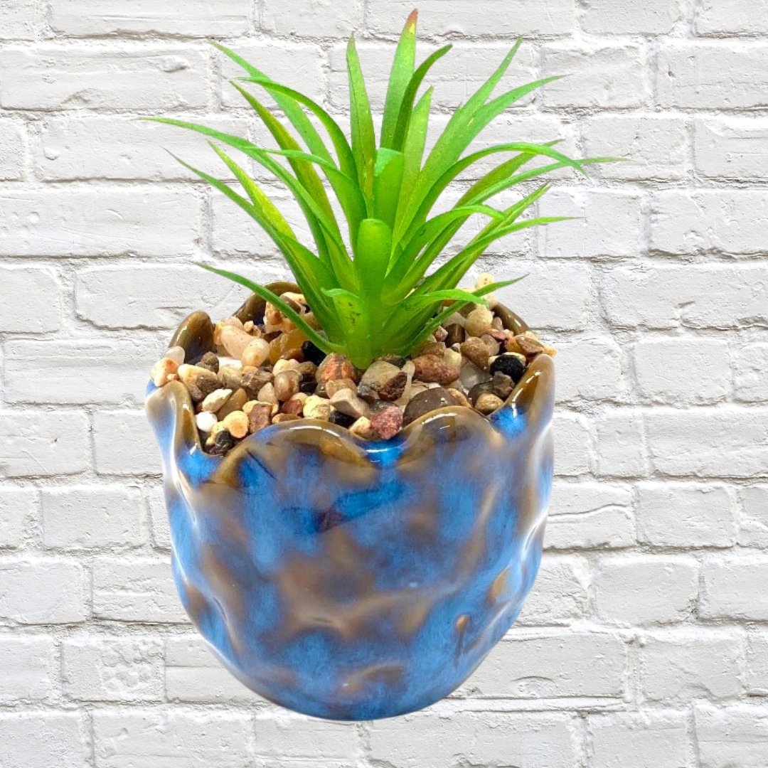 Pots - Succulent in Ceramic Azure Pot 7cm