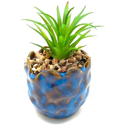Pots - Succulent in Ceramic Azure Pot 7cm