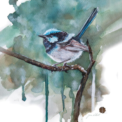 Blue Wren - Greeting Card