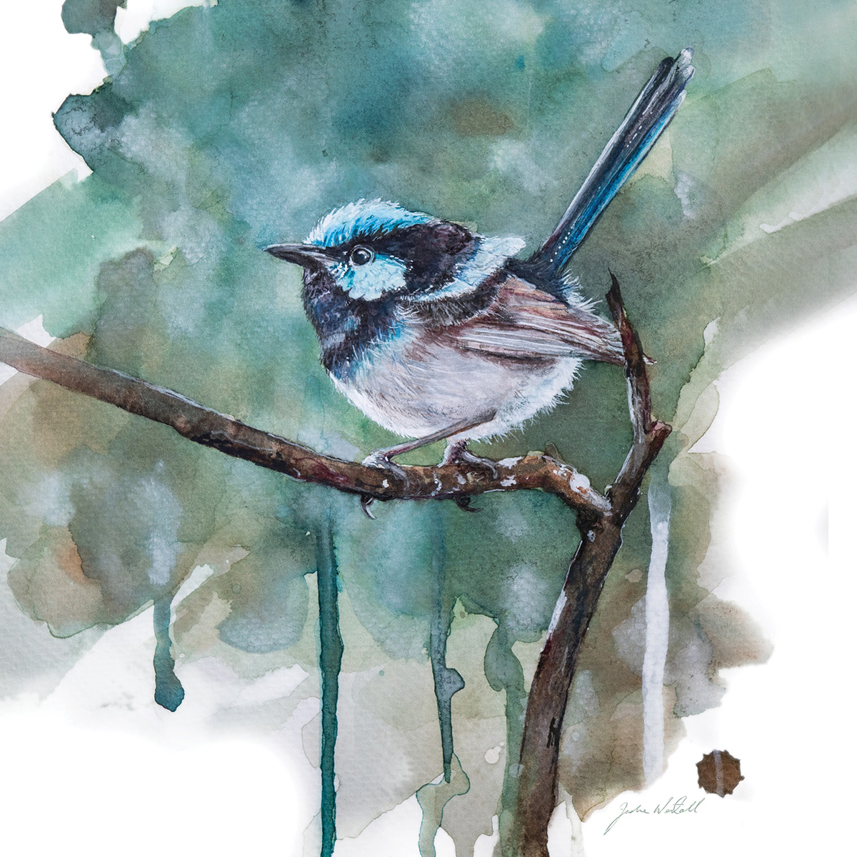 Blue Wren - Greeting Card