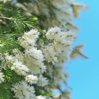 Lavender, Lime & Tea Tree - Natural Deodorant
