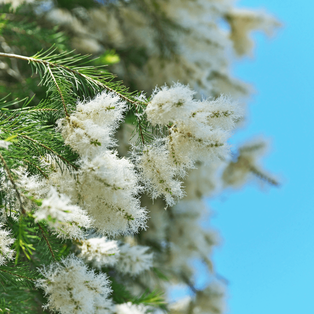 Lavender, Lime, & Tea Tree Natural Deodorant for Regular Skin 60g