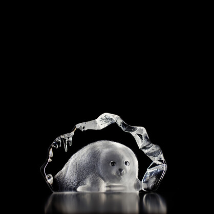 Baby Seal Large