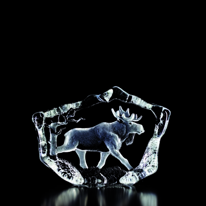 Moose Clear, Medium