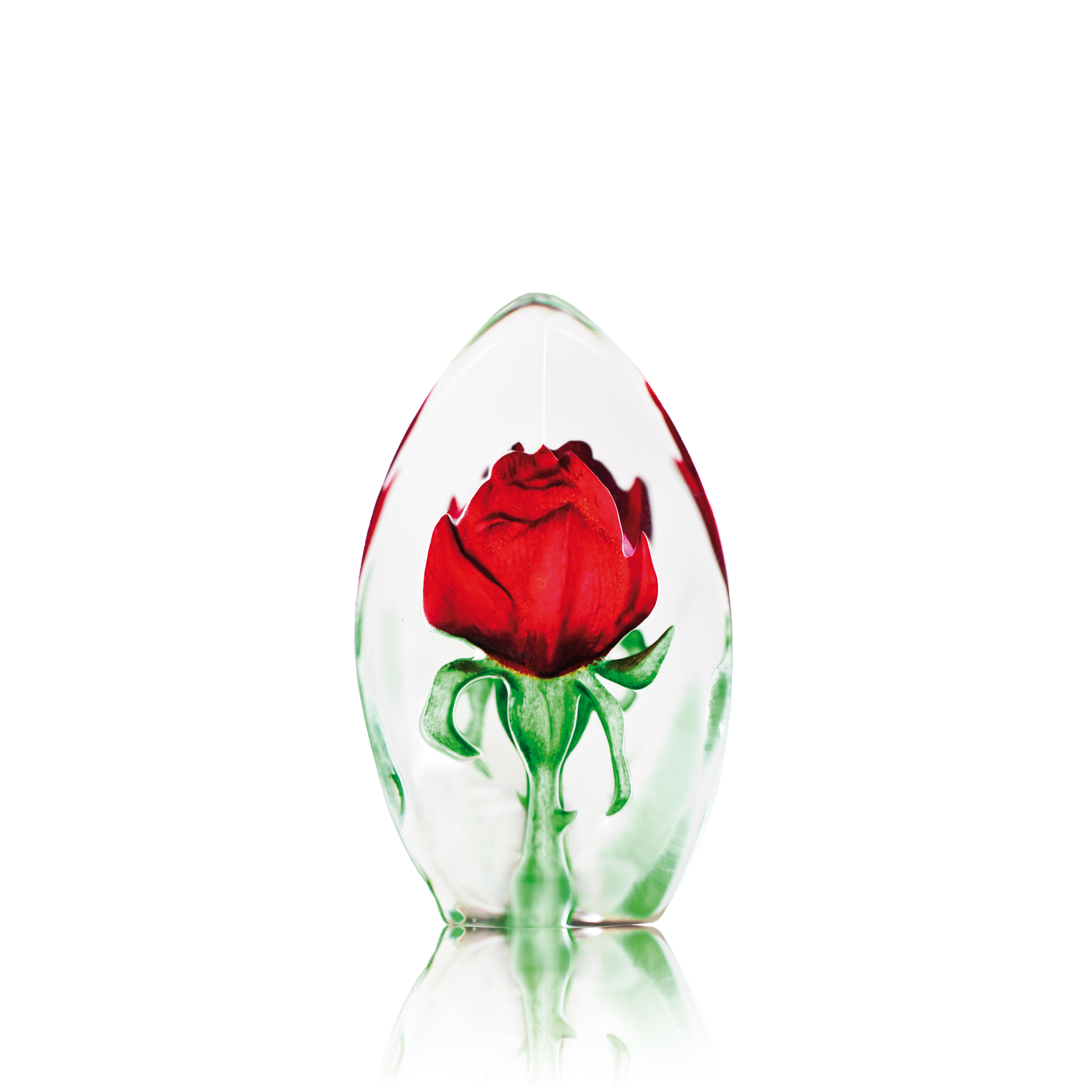 Rose, Red, Medium