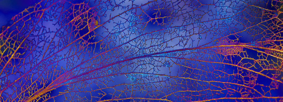 SILK CHIFFON SCARF: Leaf’s Web