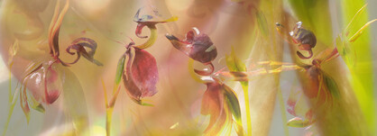 SILK CHIFFON SCARF: Flying Duck Orchid