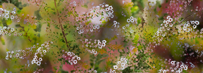 SILK CHIFFON SCARF: Grampians Thryptomene