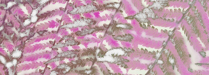 SILK CHIFFON SCARF: Pink Tree Fern