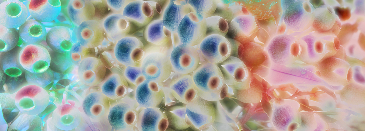 SILK CHIFFON SCARF: Gumnuts