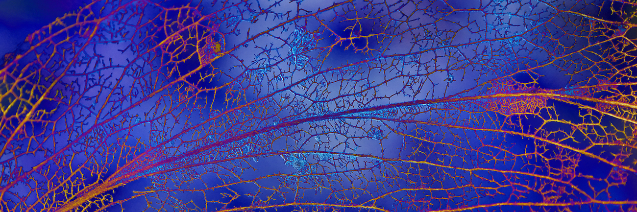 SILK TWILL SCARF: Gum Leaf
